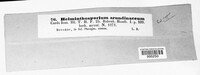 Utrechtiana arundinacea image
